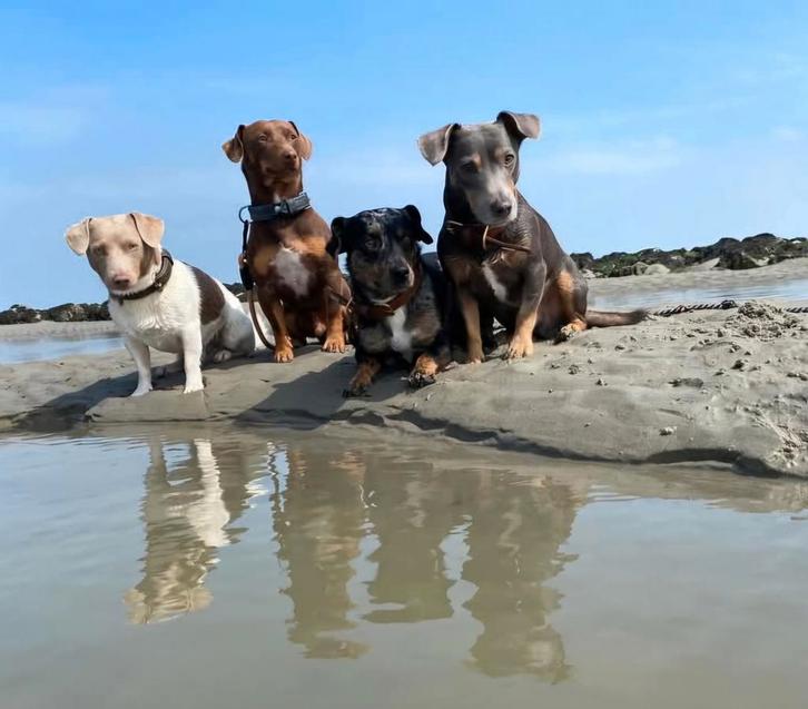 Jack Russell Blue merle, blue and tan, Lilac and tan dekreu, Dieren en Toebehoren, Honden | Dekreuen, Reu, Particulier, Eén hond