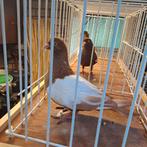 Nederlandse hoogvlieger  vliegtype, Dieren en Toebehoren, Vogels | Duiven, Mannelijk, Tuimelaar of Roller
