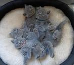 Britse korthaar kittens, Dieren en Toebehoren, Katten en Kittens | Raskatten | Korthaar, Meerdere dieren, Ontwormd, 0 tot 2 jaar