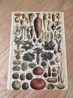 Vintage poster groenten en botanisch, Ophalen of Verzenden, A1 t/m A3, Dier of Natuur, Rechthoekig Staand