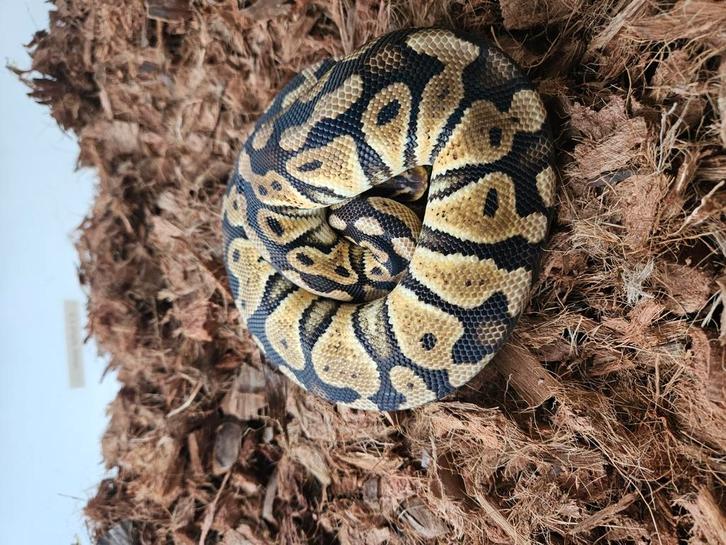 Koningspythons, ballpython
