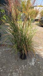 7 potten Miscanthus gras / siergras potmaat 21cm, Tuin en Terras, Planten | Tuinplanten, Ophalen, Vaste plant, Siergrassen, Halfschaduw