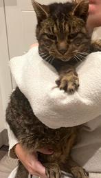 Lieve oude kat zoekt fijn thuis, Dieren en Toebehoren, Katten en Kittens | Overige Katten, Kater, Kortharig, 6 jaar of ouder