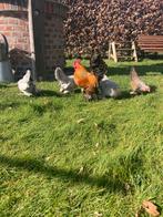 Sabelpootkriel broedeieren, Dieren en Toebehoren, Ophalen of Verzenden, Nieuw, Overige typen