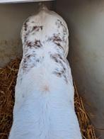 Blauwe vaarskalf te koop!, Dieren en Toebehoren, Vrouwelijk, 0 tot 2 jaar