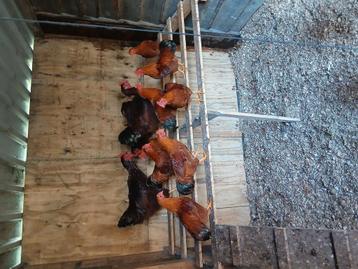 Mooie red island hanen en New hampshire beschikbaar voor biedingen