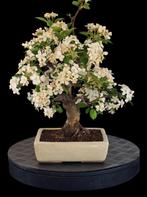 Mooi bloeiende Malus/ appel bonsai, Overige soorten, Lente, Minder dan 100 cm, Ophalen