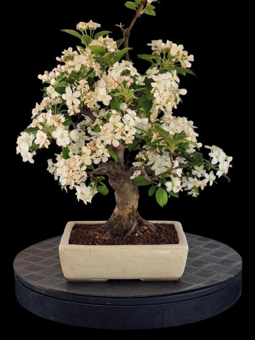 Mooi bloeiende Malus/ appel bonsai, Tuin en Terras, Planten | Bomen, Overige soorten, Minder dan 100 cm, Volle zon, Lente, In pot