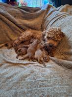 Nestje toy poedel puppys, Dieren en Toebehoren, Honden | Chihuahua's en Gezelschapshonden, Poedel, Rabiës (hondsdolheid), 8 tot 15 weken