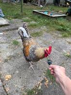 Lieve handtamme haan te koop, Dieren en Toebehoren, Pluimvee, Mannelijk, Kip