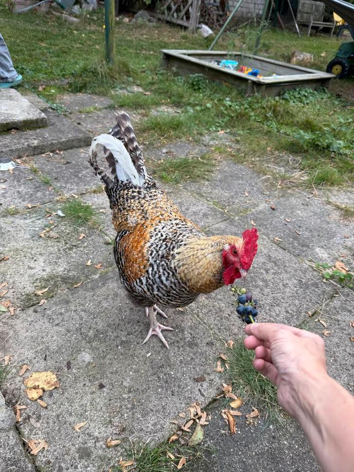 Lieve handtamme haan te koop, Dieren en Toebehoren, Pluimvee, Kip, Mannelijk