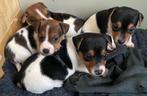 Jack Russell pups, Dieren en Toebehoren, Honden | Jack Russells en Terriërs, Particulier, Meerdere, 8 tot 15 weken, Meerdere dieren