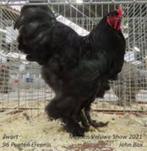 Grote Brahma haan., Dieren en Toebehoren, Pluimvee, Mannelijk, Kip