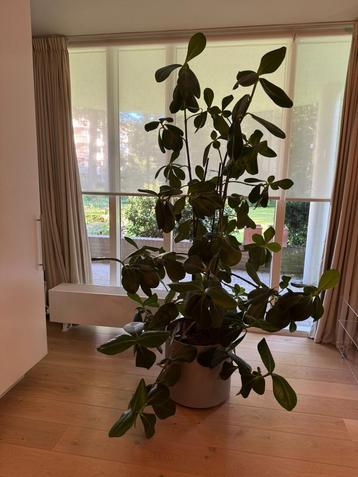 Grote Ficus kamerplant XL op Hydrocultuur beschikbaar voor biedingen