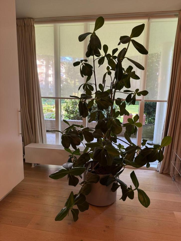 Grote Ficus kamerplant XL op Hydrocultuur, Huis en Inrichting, Kamerplanten, Ficus, 150 tot 200 cm, Groene kamerplant, Halfschaduw