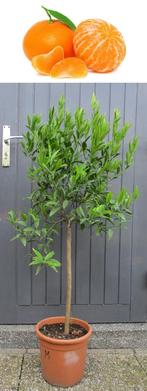 3 Mandarijnen- Citrus Reticulata- +30  Vruchten 146 cm Hoog, Tuin en Terras, Planten | Fruitbomen, Ophalen, Lente, Overige soorten