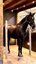 Gezocht: stalhulp, werk paarden, stalwerk, Helmond