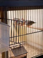 Zebravinken poppen 2025, Dieren en Toebehoren, Vogels | Kanaries, Vrouwelijk