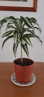 Kamerplant - Dracaena Fragrans hoogte 35cm, Ophalen, Overige soorten, Halfschaduw, In pot