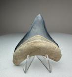 Oceaan Blauwe Megalodon tand uit Bone Valley, Verzamelen, Ophalen of Verzenden, Fossiel
