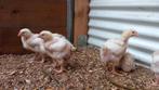 Ross vleeskuikens te koop, Dieren en Toebehoren, Meerdere dieren, Kip