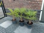 Trachycarpus fortunei (Chinese waaierpalm) winterhard., Ophalen, Zomer, Overige soorten, Volle zon