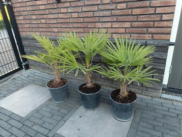 Trachycarpus fortunei (Chinese waaierpalm) winterhard. beschikbaar voor biedingen
