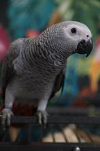 Jonge Baby Grijzeroodstaart papegaaien | Handtam | Verwacht