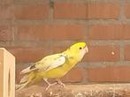 Te koop penanten  rosella, Dieren en Toebehoren, Vogels | Parkieten en Papegaaien, Meerdere dieren, Parkiet, Geringd