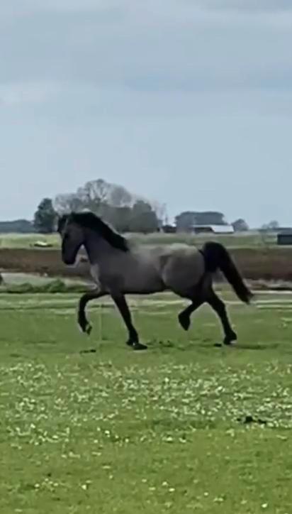 Dekhengst aangeboden seizoen 2025, Dieren en Toebehoren, Paarden en Pony's | Dekhengsten en Fokmerries, Hengst