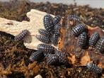 Armadillidium maculatum ‘Zebra’, Overige soorten
