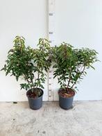 Portugese laurier 60-80cm, Ophalen of Verzenden, Laurier, Minder dan 100 cm