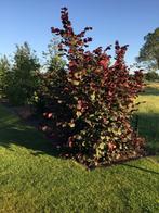 Hazelaars groen (Corylus avellana), rood (Corylus Purpurea),, Tuin en Terras, Planten | Bomen, Overige soorten, Zomer, 400 cm of meer