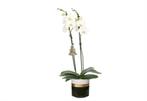 Dolomite Horizon Black Phal Wit 2T14+, Huis en Inrichting, Kamerplanten, Minder dan 100 cm, Halfschaduw, Verzenden