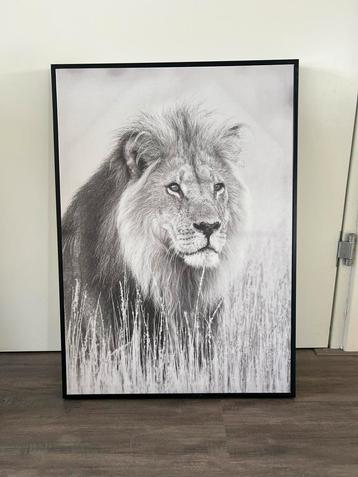 Canvas Schilderij Leeuw 70x50cm beschikbaar voor biedingen
