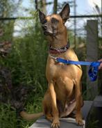 Mechelse herder, Dieren en Toebehoren, Reu, CDV (hondenziekte), Eén hond, 3 tot 5 jaar