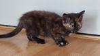 2 kittens poesjes, Dieren en Toebehoren, Katten en Kittens | Overige Katten, Poes, Kortharig, 0 tot 2 jaar