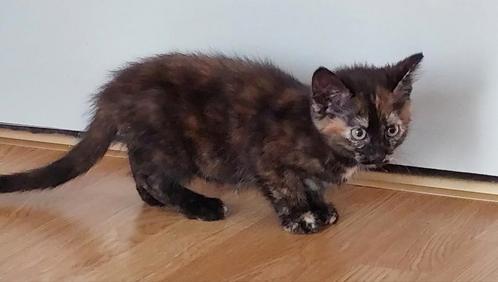 2 kittens poesjes, Dieren en Toebehoren, Katten en Kittens | Overige Katten, Kortharig, Poes, 0 tot 2 jaar