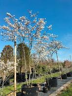 Amelanchier lamarckii/ krentenboom, Tuin en Terras, Planten | Bomen, Ophalen, Volle zon, Overige soorten, 100 tot 250 cm