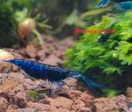 Mix groep neocaridina garnalen 20 stuks, Dieren en Toebehoren, Vissen | Aquariumvissen, Kreeft, Krab of Garnaal, Zoetwatervis