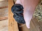 Vlaamse reuzen babies, Dieren en Toebehoren, Konijnen, Meerdere dieren, Groot, 0 tot 2 jaar
