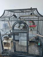 Vogels ter overname, Meerdere dieren, Parkiet