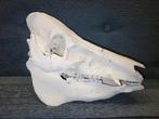 Schedel van een volwassen zwijn, Ophalen of Verzenden, Zo goed als nieuw, Boerderijdier, Schedel