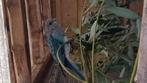 Stanley rosella pop, Dieren en Toebehoren, Vogels | Parkieten en Papegaaien, Vrouwelijk, Parkiet, Geringd
