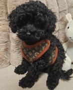 Toypoedel met fci stamboom, Dieren en Toebehoren, Honden | Chihuahua's en Gezelschapshonden, Poedel, Reu, 8 tot 15 weken, Eén hond