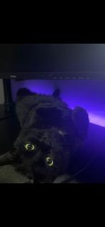 Hele lieve kater zoekt nieuw huisje, Dieren en Toebehoren, Katten en Kittens | Overige Katten, Kater