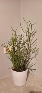 Bijzondere Vetplant in Pot - 75cm Hoog, Ophalen, Vetplant, In pot, Minder dan 100 cm