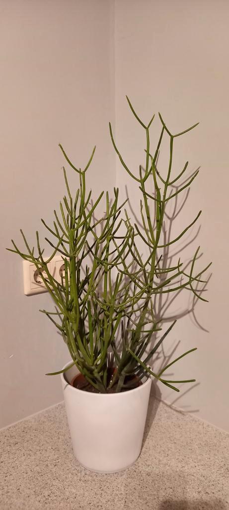 Bijzondere Vetplant in Pot - 75cm Hoog, Huis en Inrichting, Kamerplanten, Vetplant, Minder dan 100 cm, Groene kamerplant, In pot