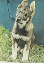 Herdershond uit Estland 85, Verzamelen, Ansichtkaarten | Dieren, Ophalen of Verzenden, 1980 tot heden, Ongelopen, Hond of Kat