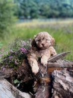Hele kleine maltipoo teefjes 🩷🐶, Dieren en Toebehoren, Honden | Chihuahua's en Gezelschapshonden, Poedel, CDV (hondenziekte)